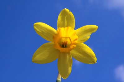 Happy St David’s Day – Dydd Gŵyl Dewi Hapus